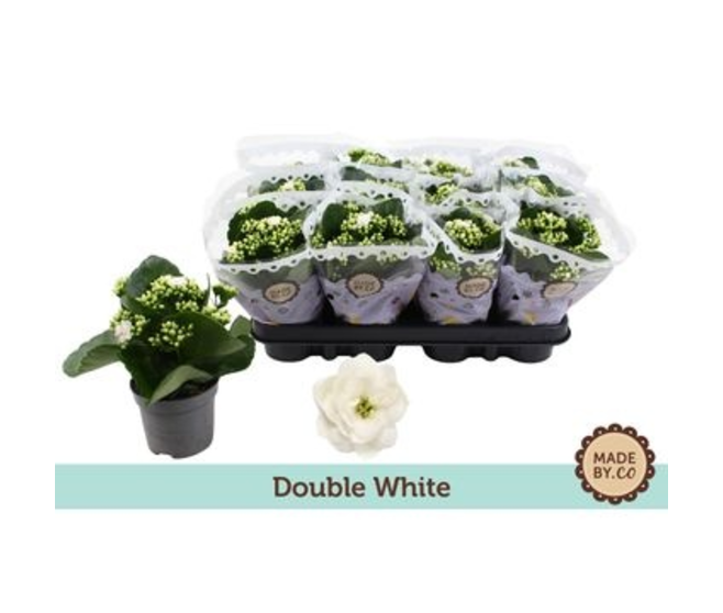 KALANCHOE FL DBLE BLANC