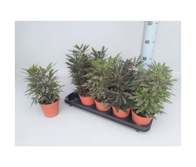 ARALIA ELEGANTISSIMA VARIES