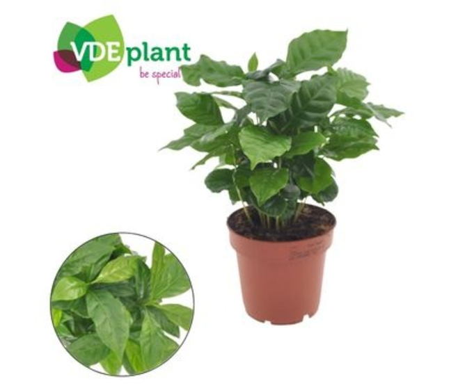 COFFEA ARABICA
