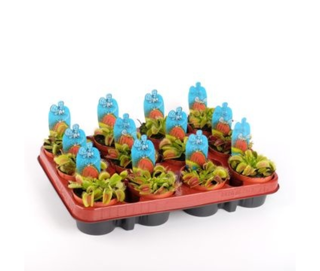 DIONAEA