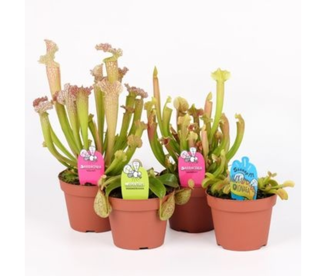 PLANTES CARNIVORES
