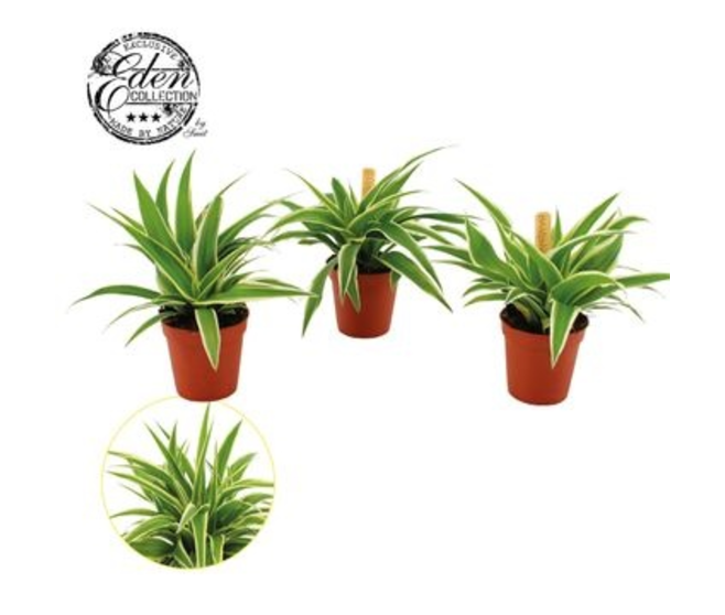 CHLOROPHYTUM OCEAN