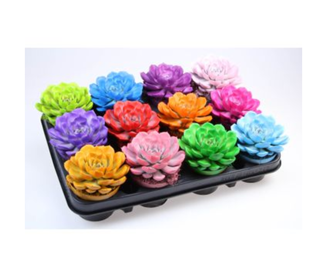 ECHEVERIA VARIES