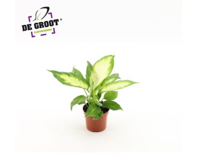 DIEFFENBACHIA CAMILLA