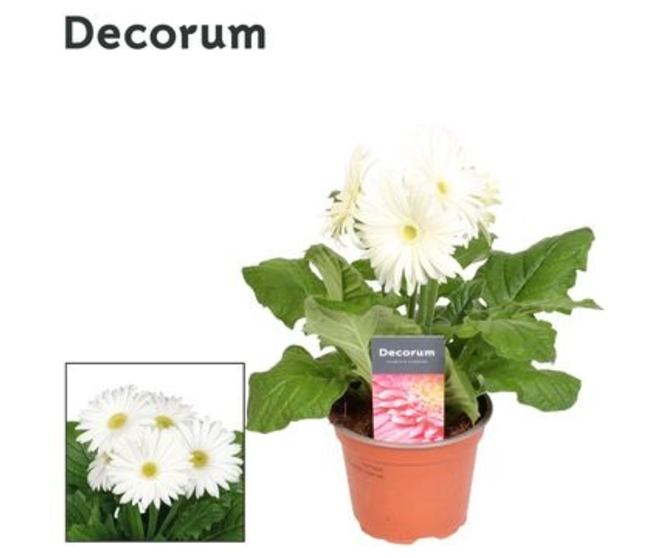 GERBERA BLANC DECORUM