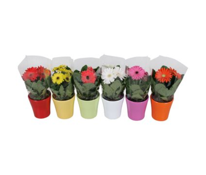GERBERA CERAM