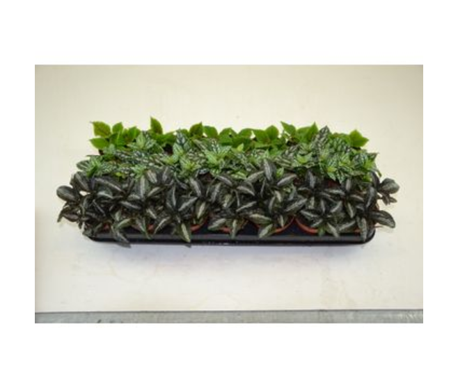 PILEA VARIES