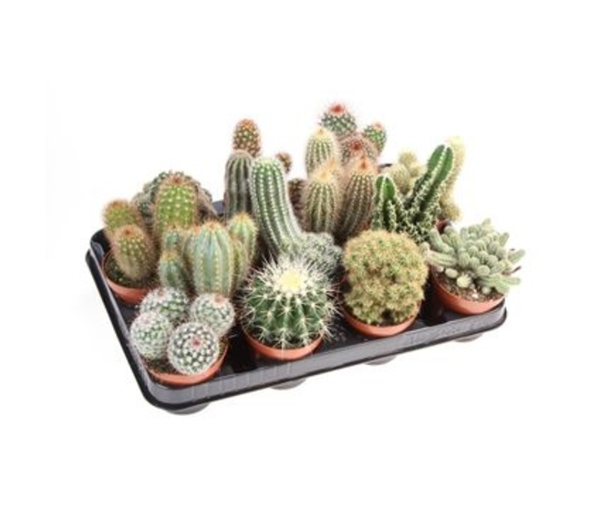 CACTUS VARIES