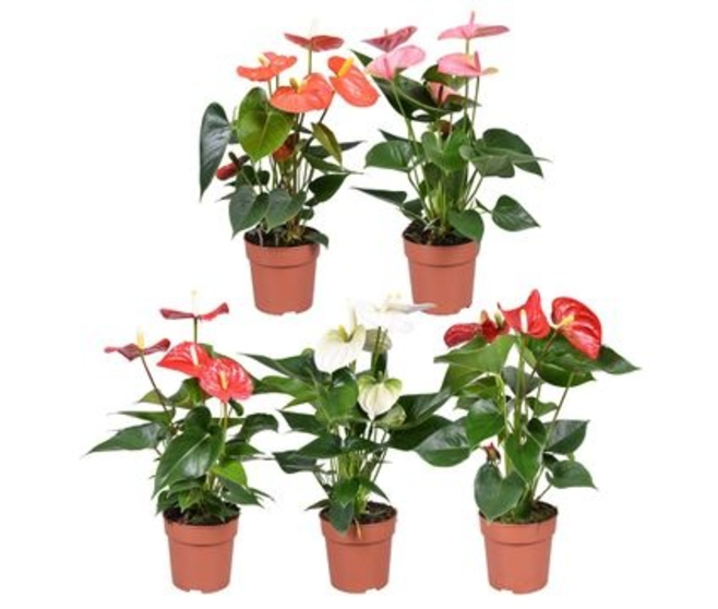 ANTHURIUM ANDREANUM VARIES HOUSSE