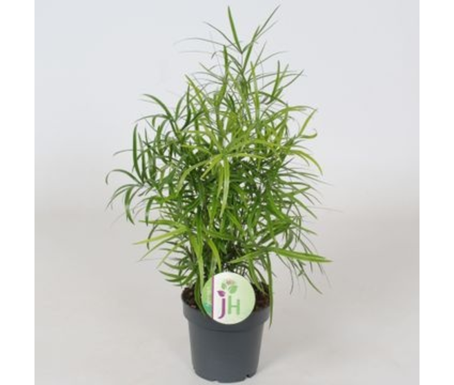 ASPARAGUS FALCATUS