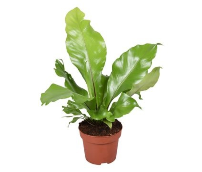 ASPLENIUM NIDUS