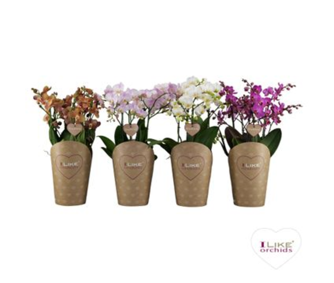 PHALAENOPSIS 4BR VARIE DUETTO