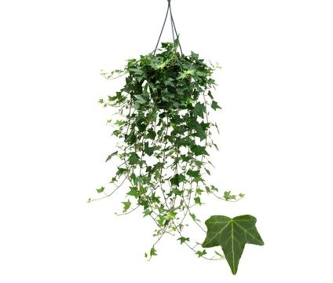 HEDERA ELJA VERT SUSP