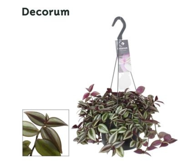TRADESCANTIA ZEBRINA PURPUSII SUSP