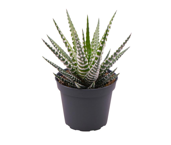 CACTUS HAWORTHIA FASCIATA