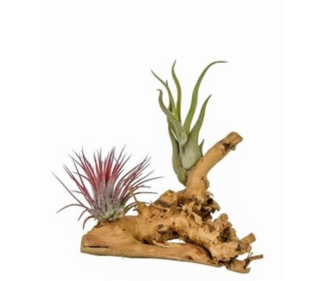 TILLANDSIA BOIS