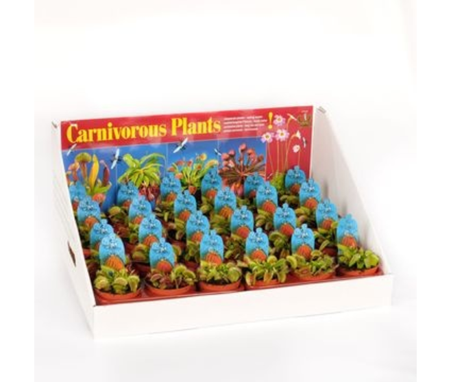 DIONAEA