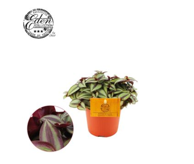 TRADESCANTIA ZEBRINA PURPUSII