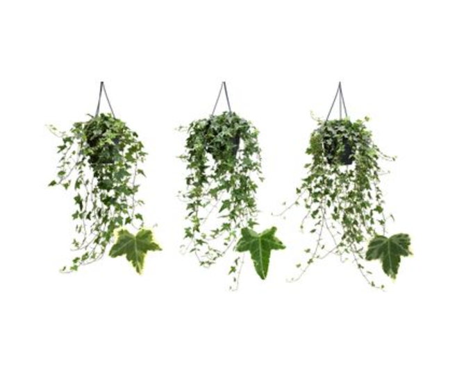 HEDERA PANACHE VARIES SUSP