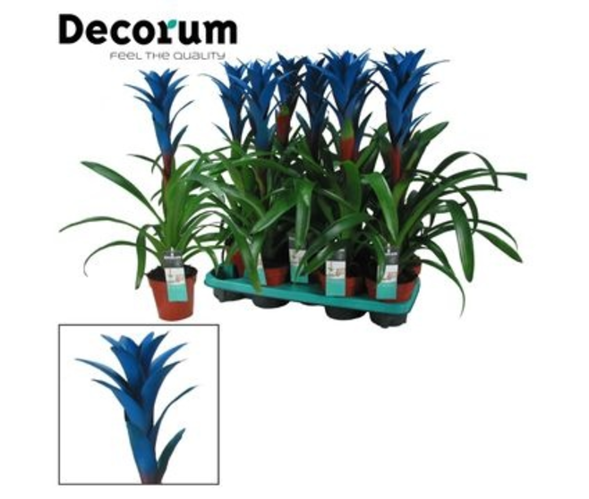 GUZMANIA OCEAN BLUE DECORUM