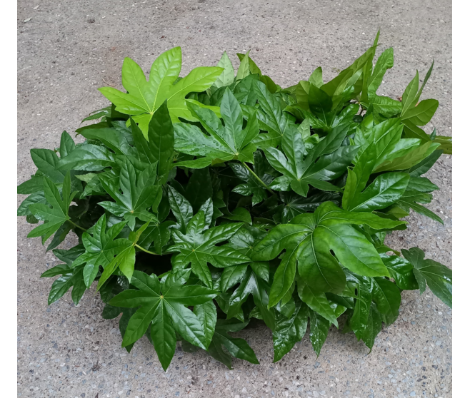 ARALIA SIEBOLDI