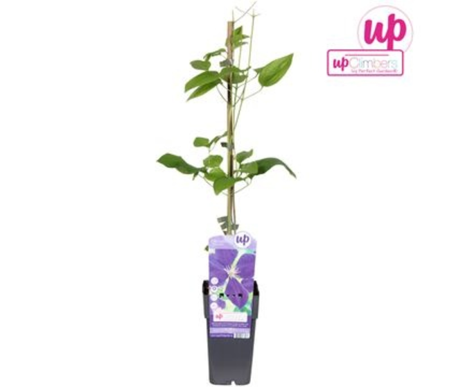 CLEMATITE JACKMANII 4 TUTEURS