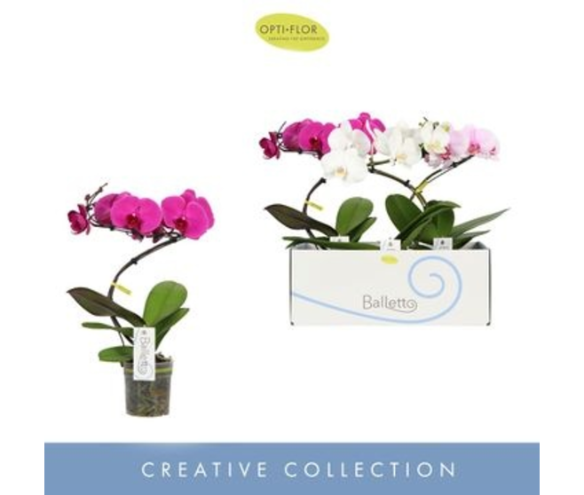 PHALAENOPSIS 1BR BALLETTO VARIES