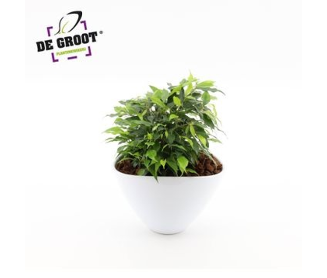 FICUS CERAM