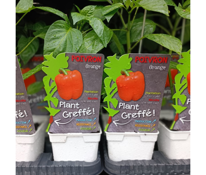 POIVRON GREFFE ORANGE