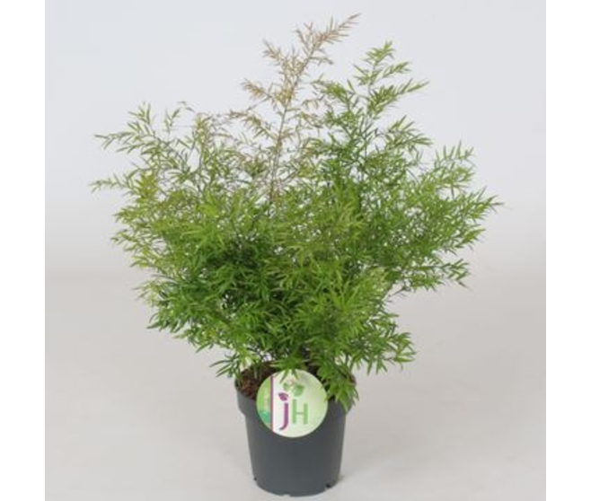 ASPARAGUS CWEBE