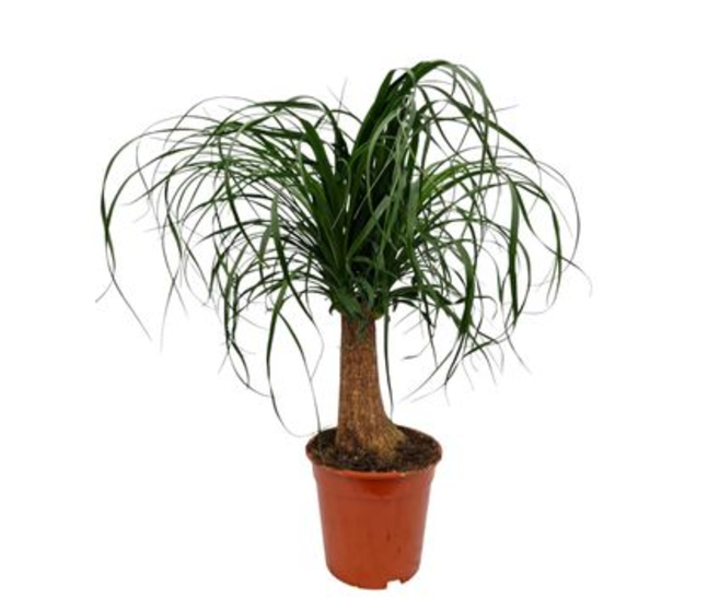 BEAUCARNEA TIGE