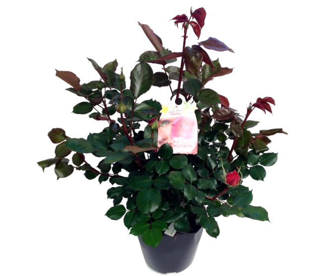 ROSIER G FL
