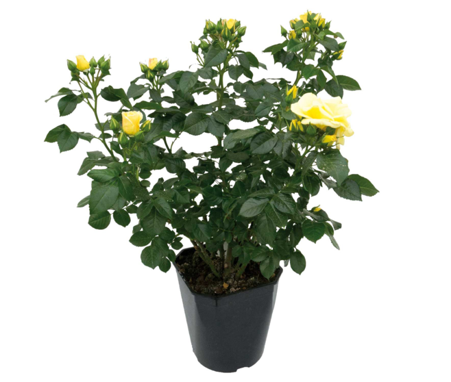 ROSIER G FL