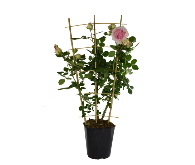 ROSIER P RONSARD PALISSE