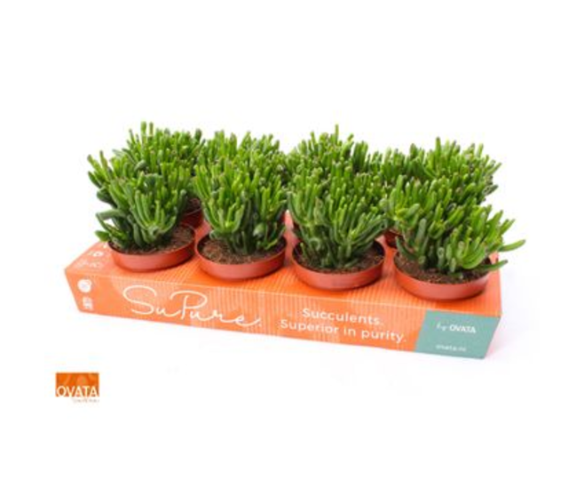 CRASSULA HOBBIT CARTON