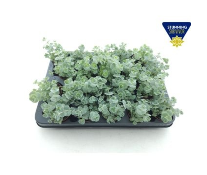 SEDUM