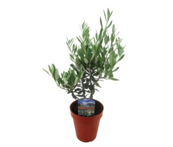 OLEA EUROPEA