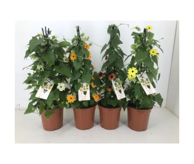 THUNBERGIA ALATA VARIES