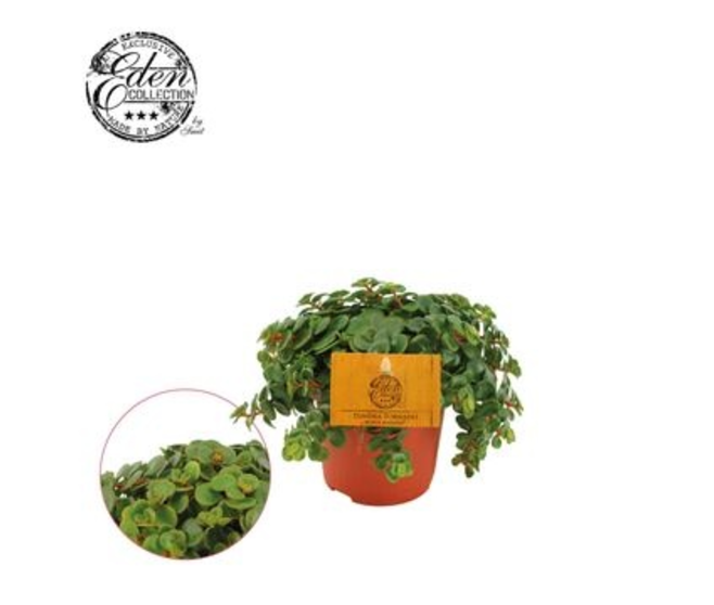 SEDUM MAKINOI TORNADO
