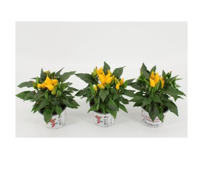 CAPSICUM FAVORITE JAUNE