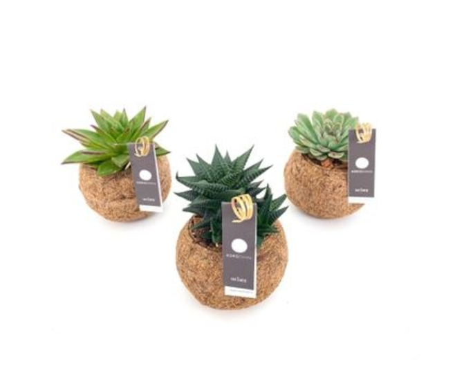SUCCULENTE KOKODAMA
