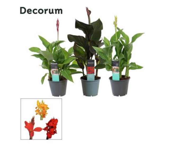 CANNA ISLAND DECORUM