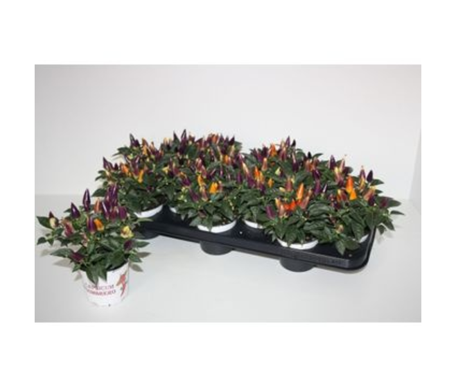 CAPSICUM ACAPULCO MULTICOLOR