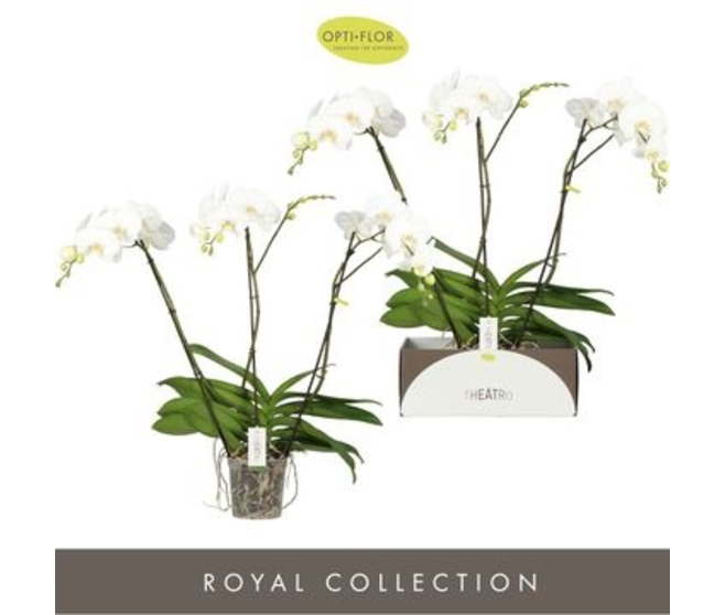 PHALAENOPSIS 3BR BLANC THEATRO