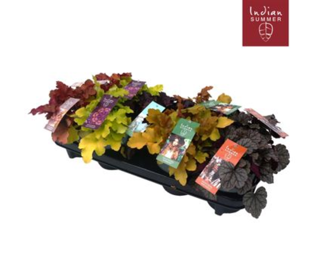 HEUCHERA VARIES
