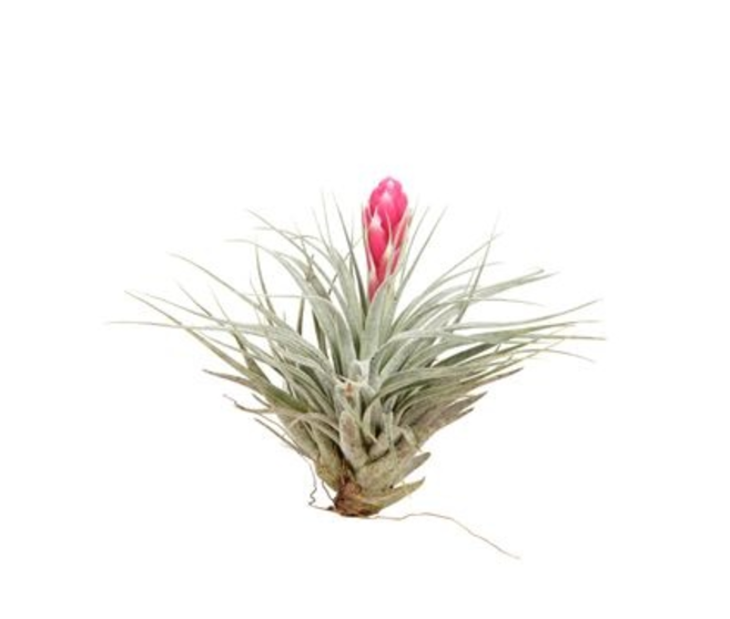 TILLANDSIA COTTON CANDY