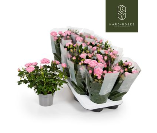 ROSIER KORDANA ELYSIUM