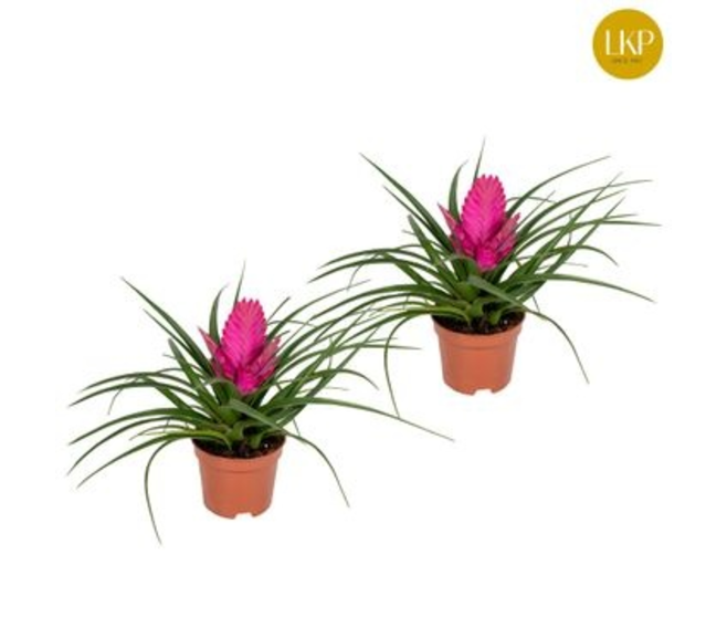 TILLANDSIA CYANEA JOSEE