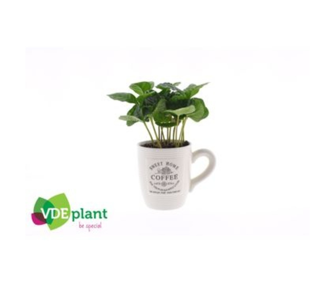 COFFEA TASSE CERAM