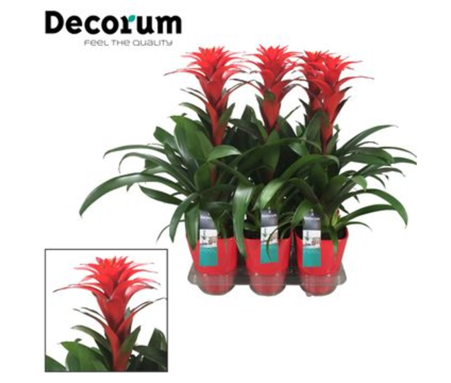 GUZMANIA CALYPSO ROUGE CERAM